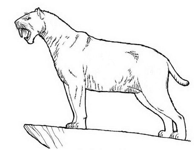 saber tooth coloring pages - photo #11